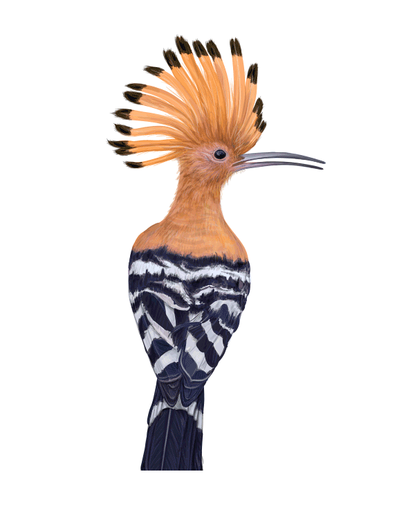 自然界野生動物來體現化妝品的純天然—護膚品包裝設計